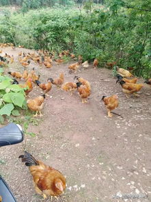 家禽中后期放养结合发酵饲料 提升肉质与效益的双赢策略
