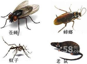 专业灭鼠服务助力奶牛场、食品厂与家禽厂高效运营——清波控家禽方案解析