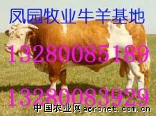 山东济宁凤园牧业 育肥牛代理合作邀您共拓畜牧市场