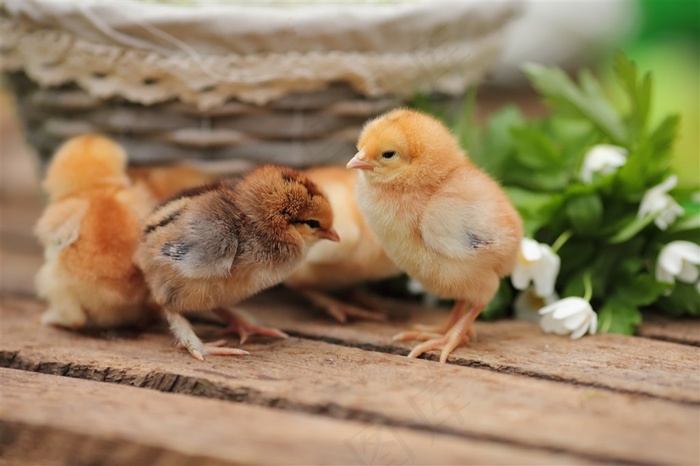 家禽家畜图片,高清家禽家畜图片大全,第3页